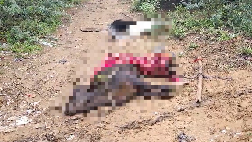 एक ओर सीएम योगी ने किया गौ पूजन, दूसरी ओर जंगल में मिलीं चार मृत गायें